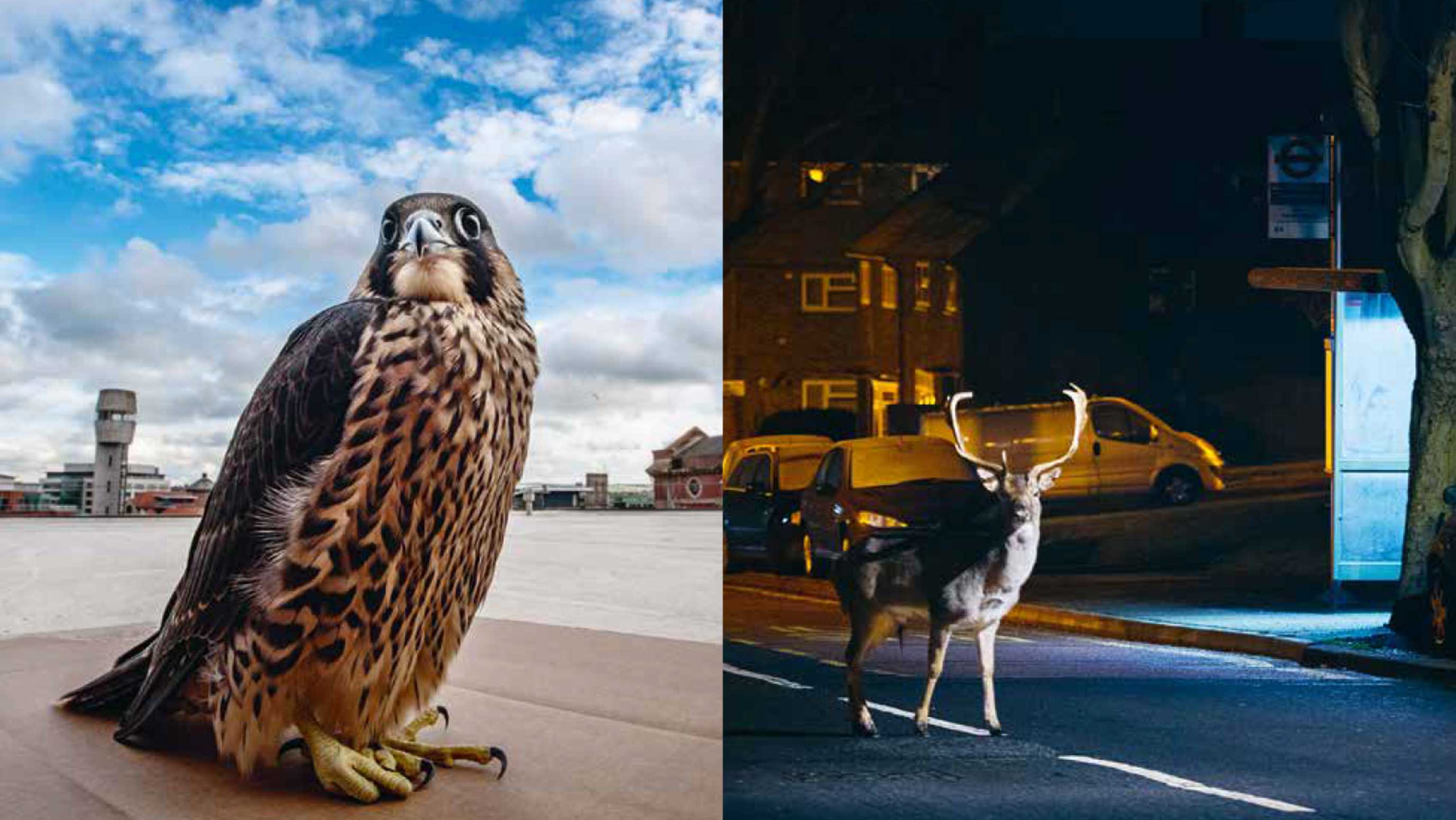 BPD Magazin Nr. 13, Städtische Fauna, Fotograf Sam Hobson