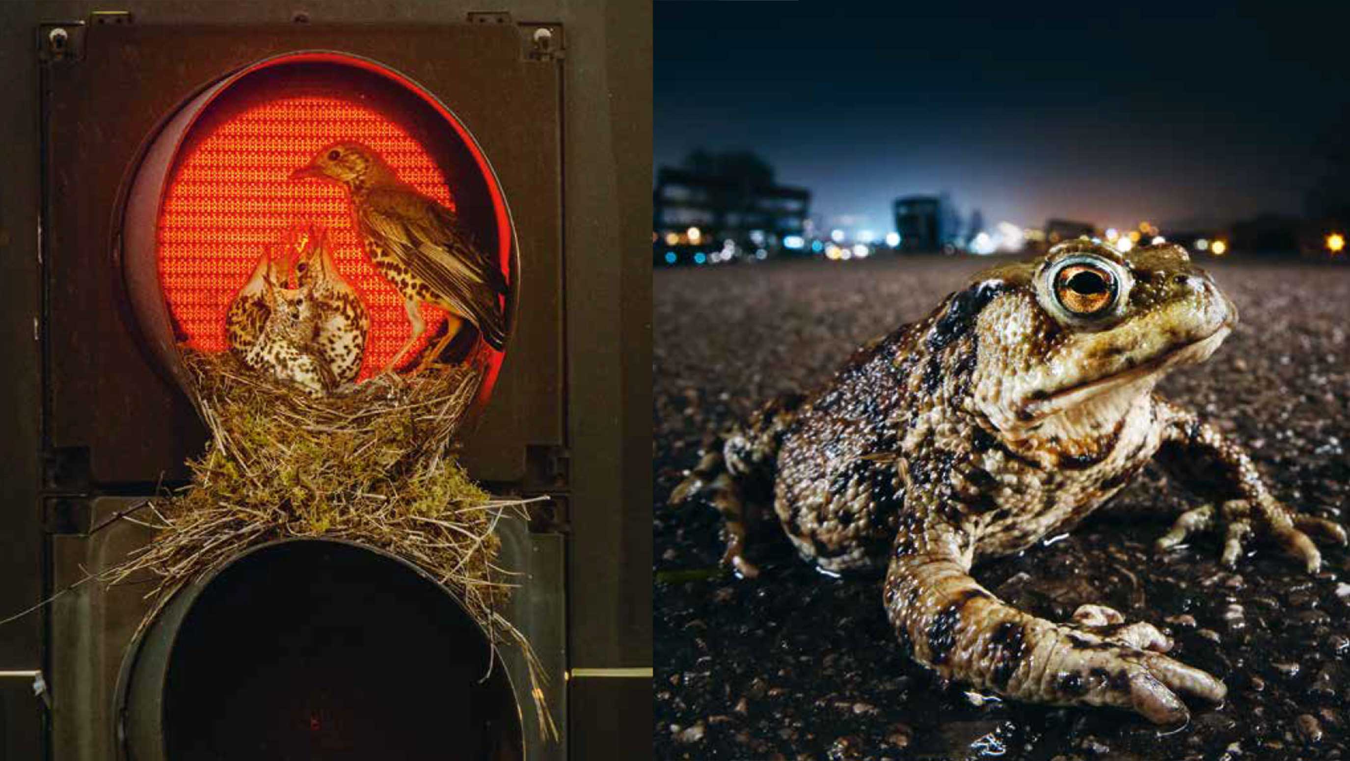 BPD Magazin Nr. 13, Städtische Fauna, Fotograf Sam Hobson