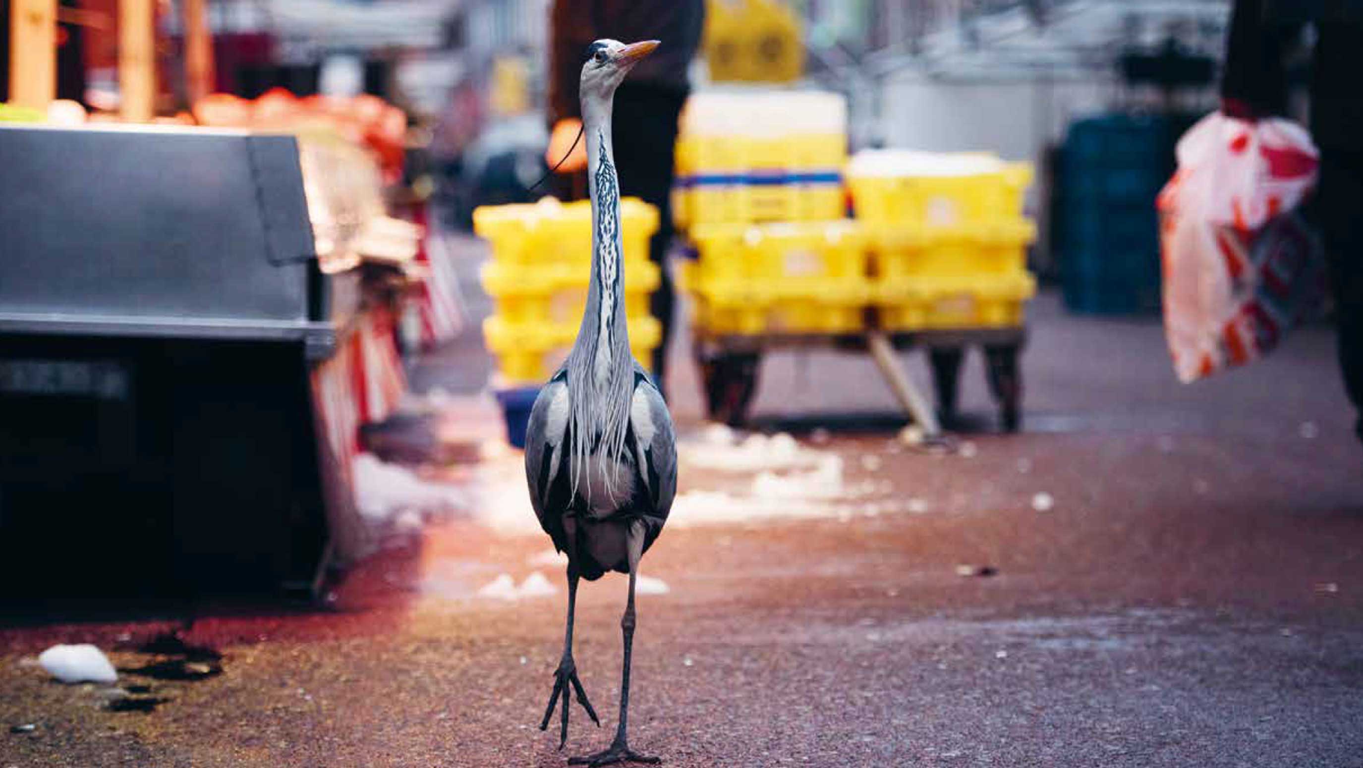 BPD Magazin Nr. 13, Städtische Fauna, Fotograf Sam Hobson